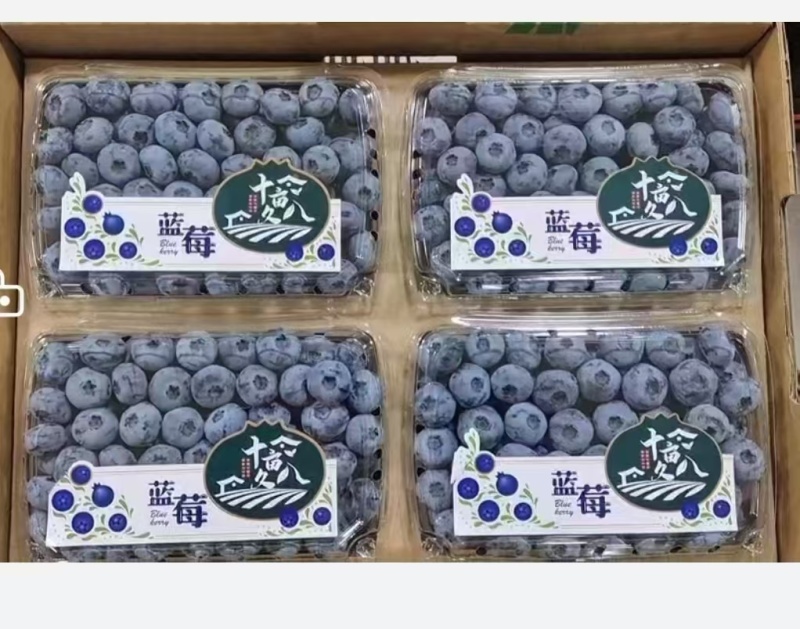 公爵蓝莓产地大量上市，保质保量，一手货源全国发货