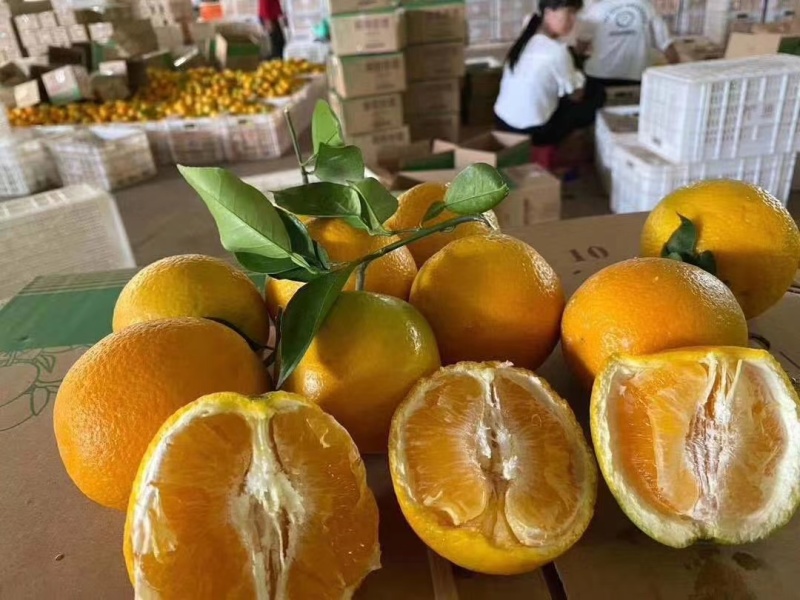 夏橙口感好水分充足农户一手货价格可议