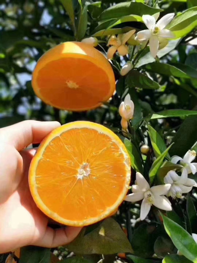 夏橙口感好水分充足农户一手货价格可议