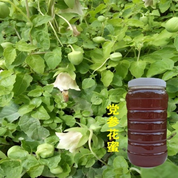 中药材党参花蜂蜜生产在千年药乡甘肃陇南血红色不易结晶。