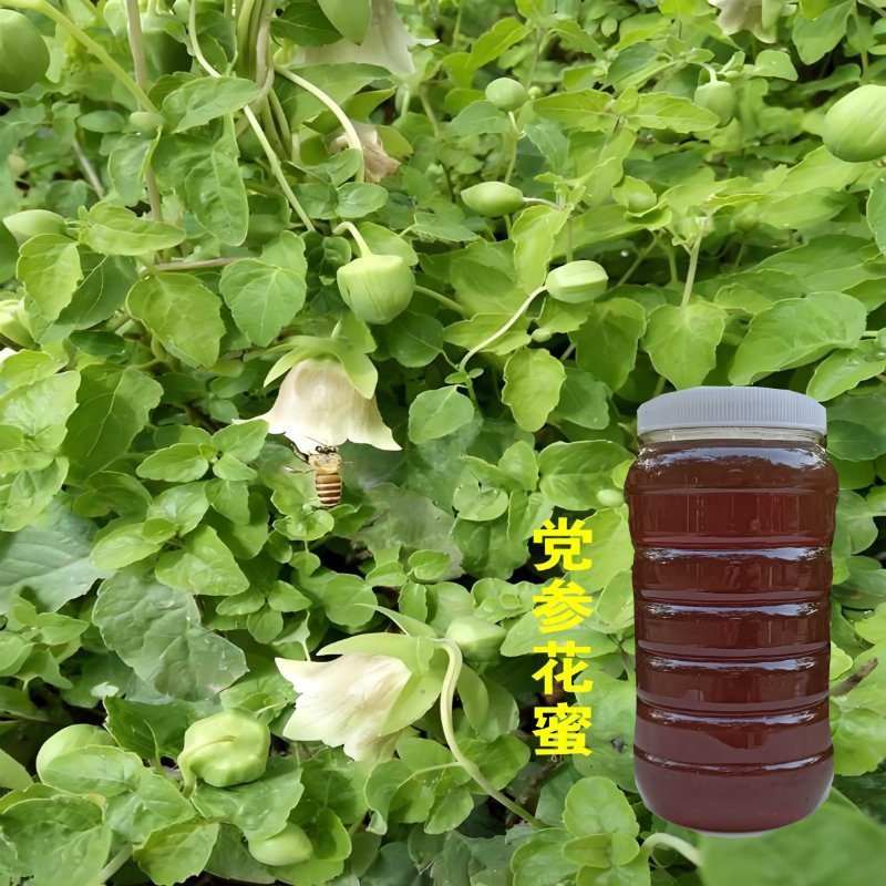 中药材党参花蜂蜜生产在千年药乡甘肃陇南血红色不易结晶。