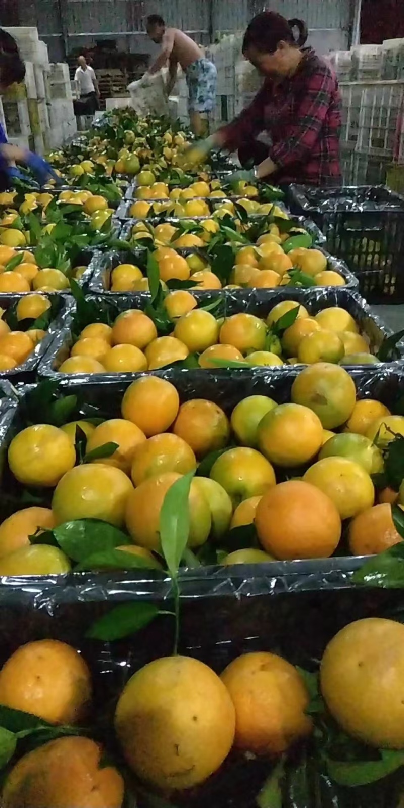 夏橙产地大量现货供应农户一手货源价格美丽