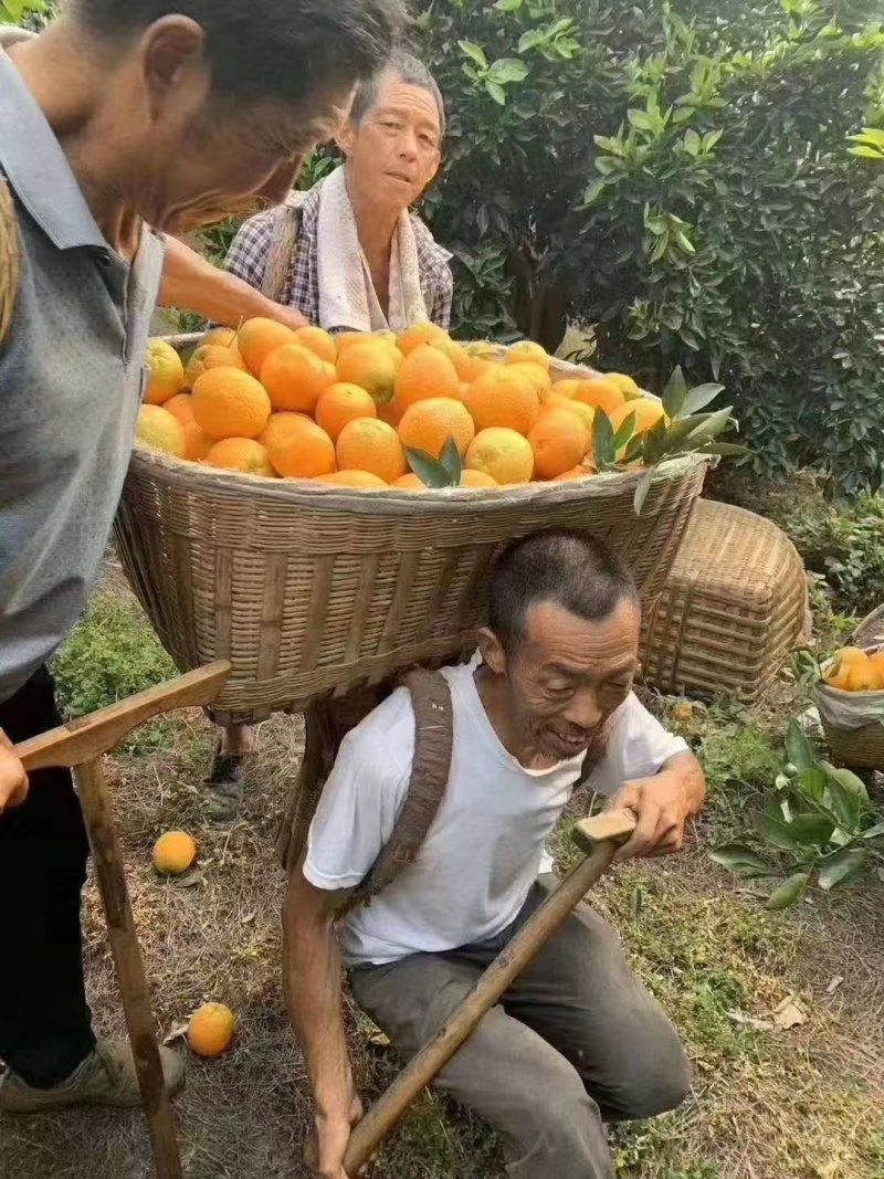 夏橙产地大量现货供应农户一手货源价格美丽