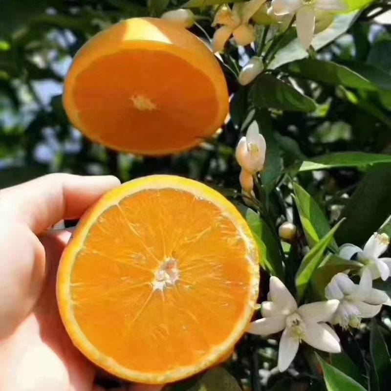 夏橙产地大量现货供应农户一手货源价格美丽