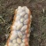 黄心土豆大量供应