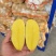 黄心土豆大量供应