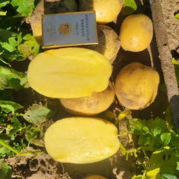 黄心土豆大量供应