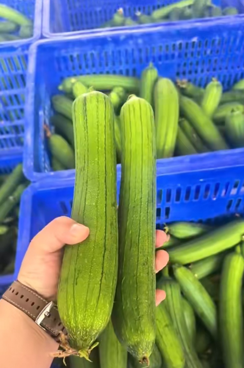 丝瓜油皮丝瓜湖北油皮丝瓜产地大量供应欢迎订购
