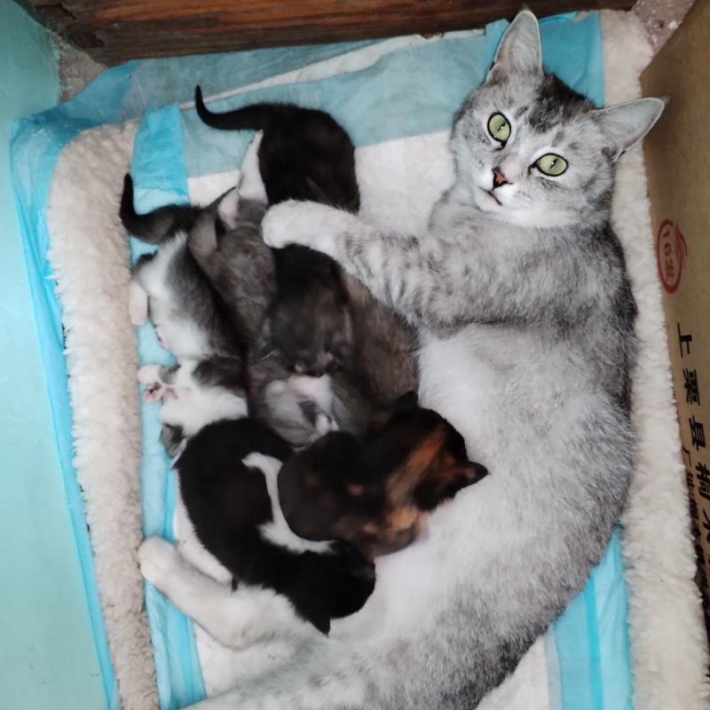银渐层宠物猫