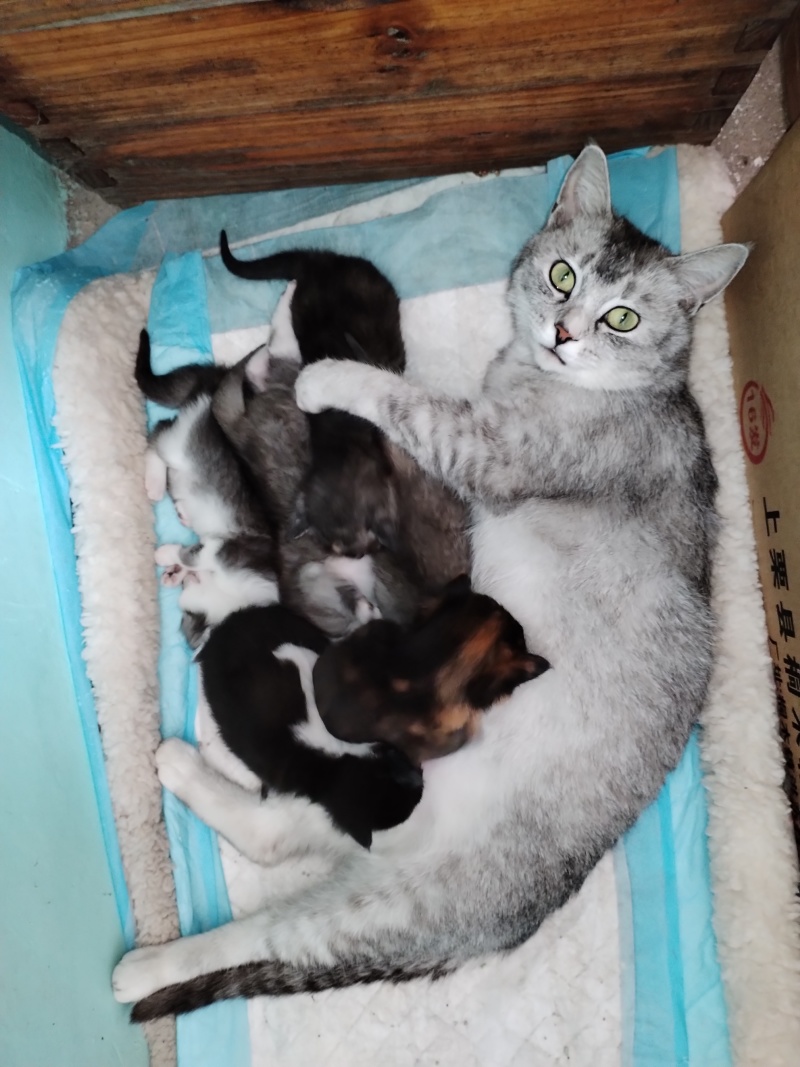 银渐层宠物猫