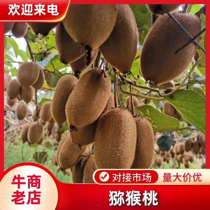 凤凰米良绿心猕猴桃一手货源，现摘现发，诚信代办，对接商超