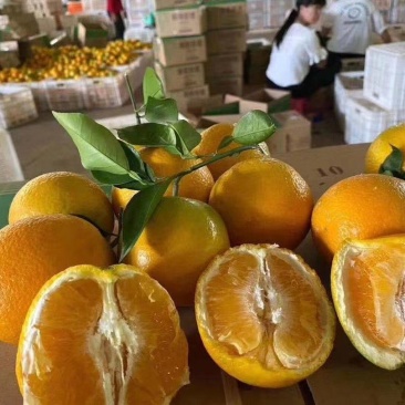 热卖夏橙电商社团，商超，市场等大型批发