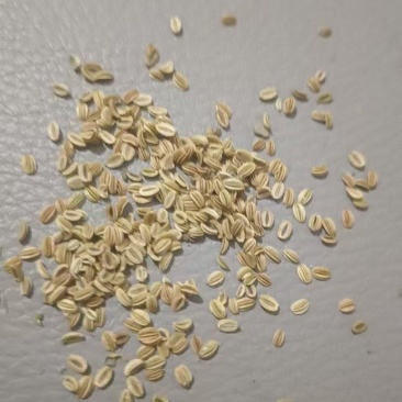 今年新货，量大从优。
