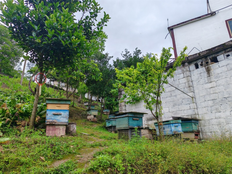 深山秘境百花蜜货源充足质量保证诚信经营欢迎采购