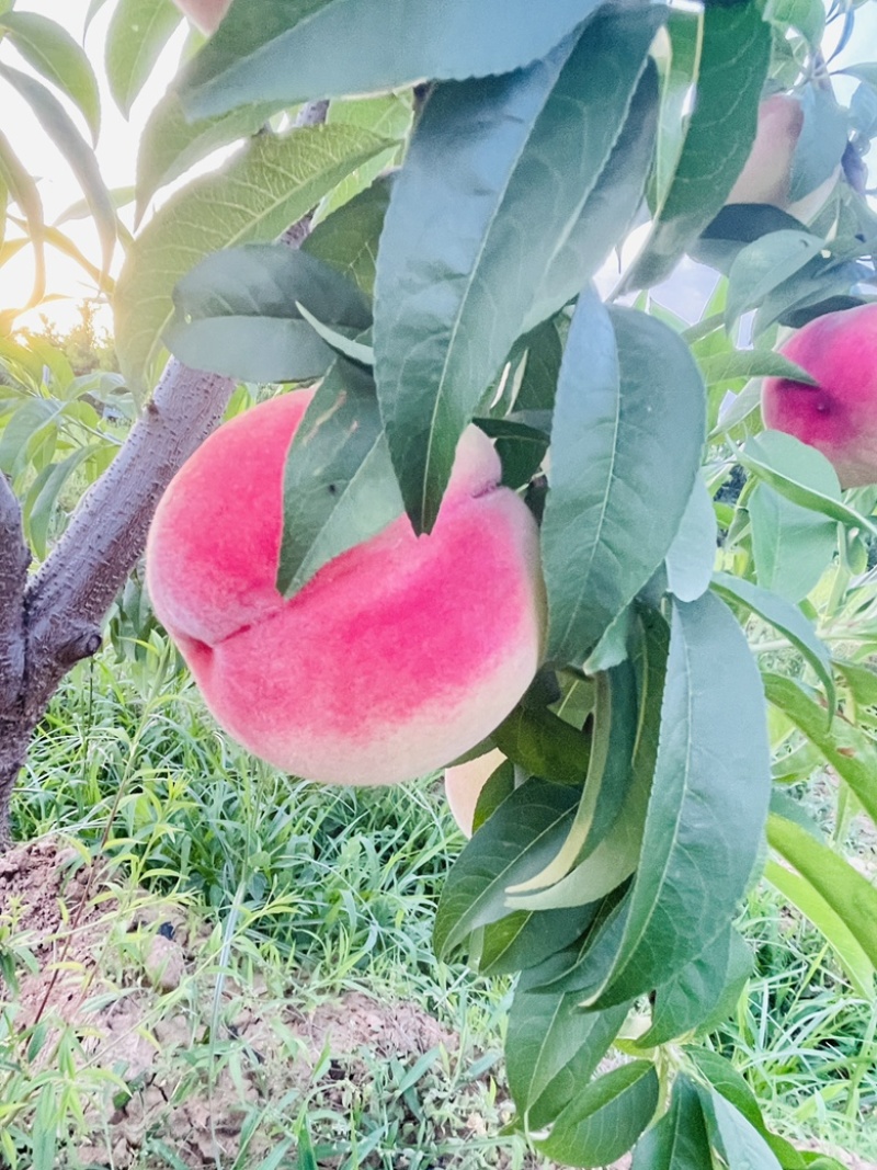 霸王脆毛桃