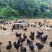 本地散养土鸡蛋（乌鸡蛋）货源充足量大从优质量保证