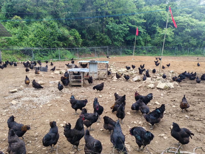 本地散养土鸡蛋（乌鸡蛋）货源充足量大从优质量保证