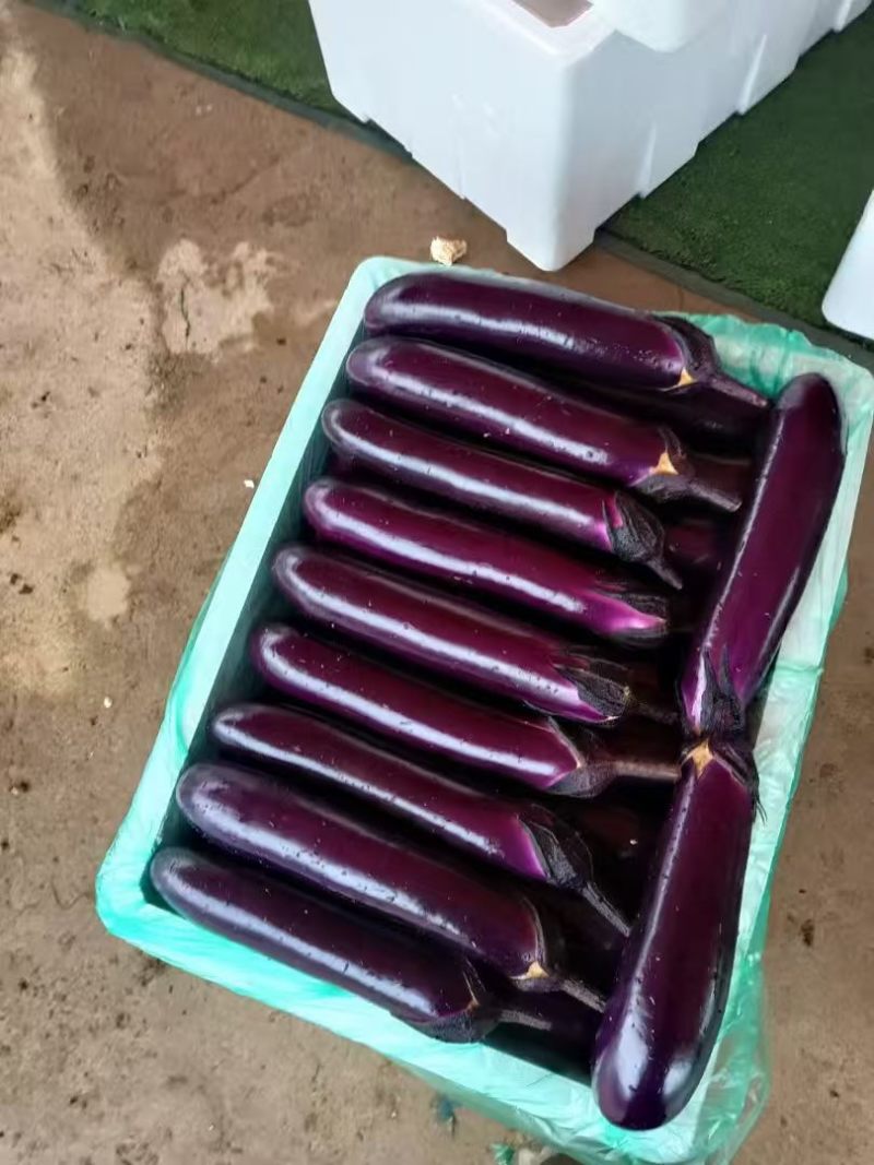 贵州基地烤茄