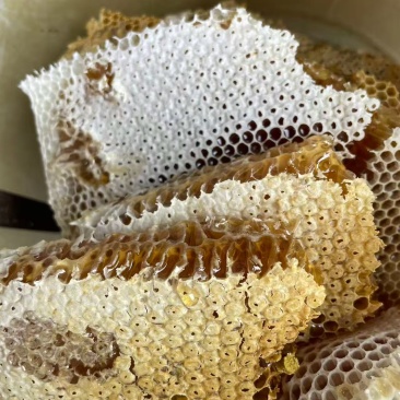 高海拔蜂蜜🍯