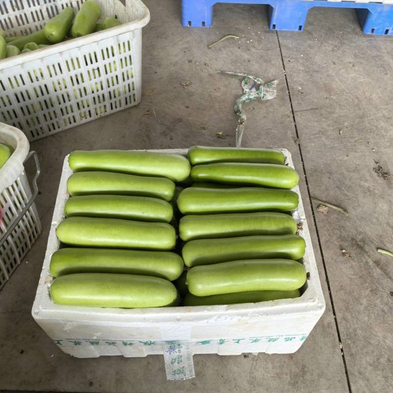 瓠子大量上市支持视频看货量大从优欢迎订购