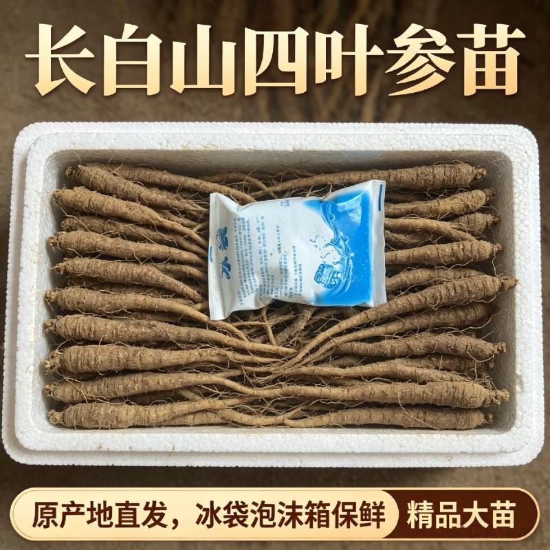 正宗长白山沙参苗四叶参苗羊奶参羊乳参种苗一件代发量大从优