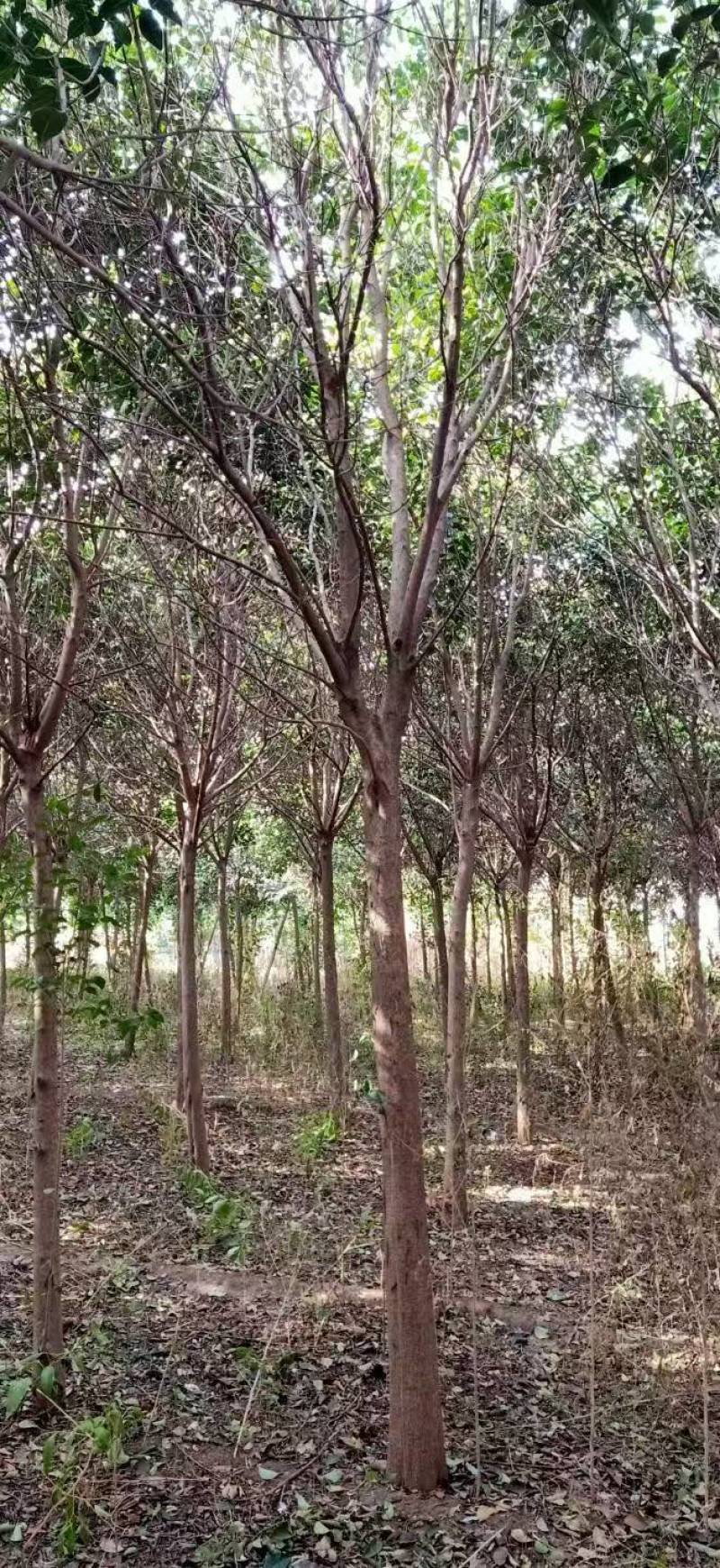 大叶女基地常年供应6~14公分的大叶女贞有量欢迎咨询