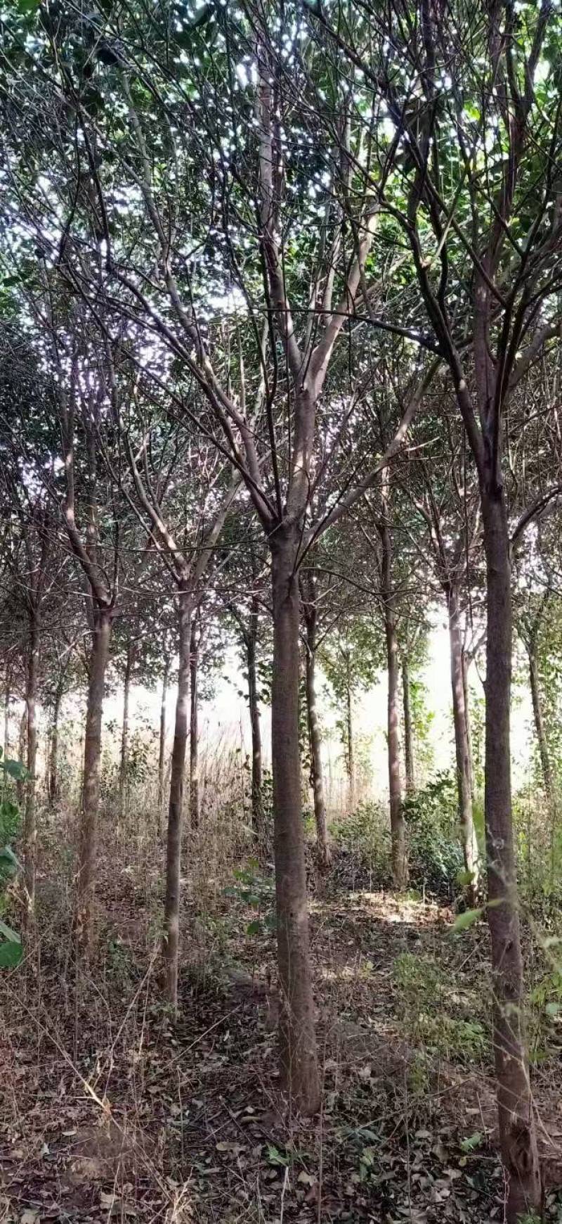 大叶女基地常年供应6~14公分的大叶女贞有量欢迎咨询