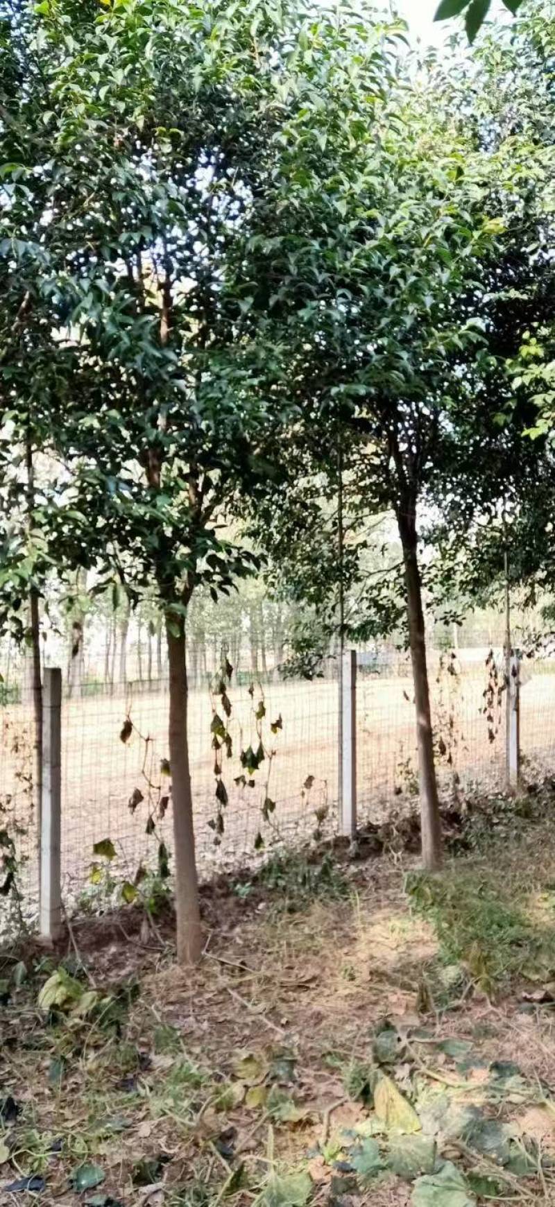 大叶女基地常年供应6~14公分的大叶女贞有量欢迎咨询