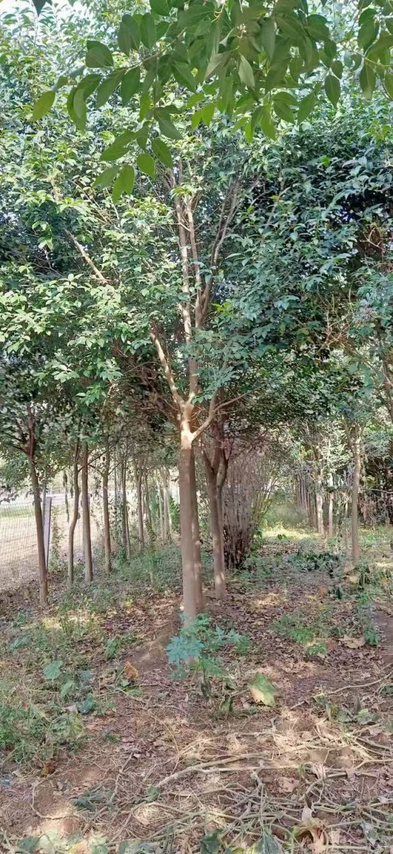 大叶女基地常年供应6~14公分的大叶女贞有量欢迎咨询