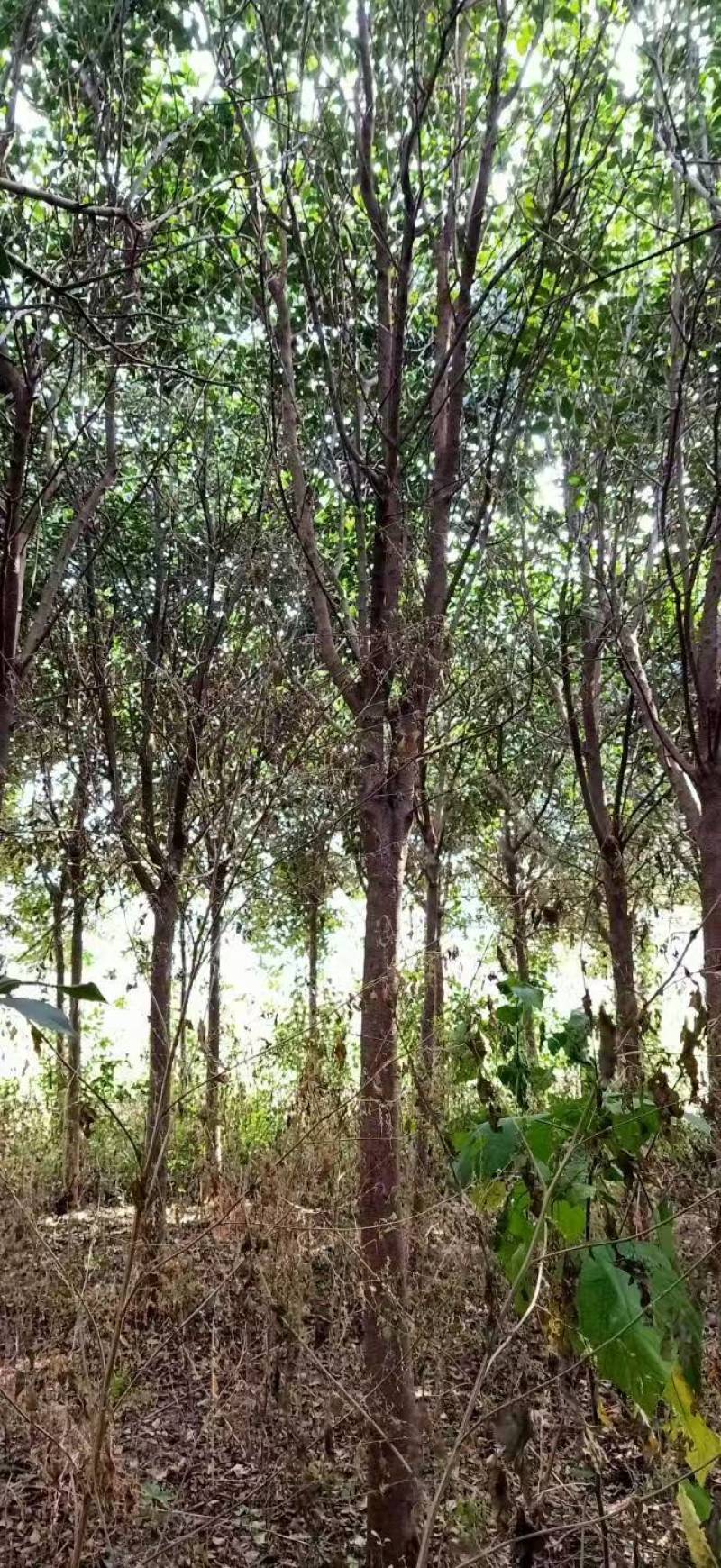 大叶女基地常年供应6~14公分的大叶女贞有量欢迎咨询