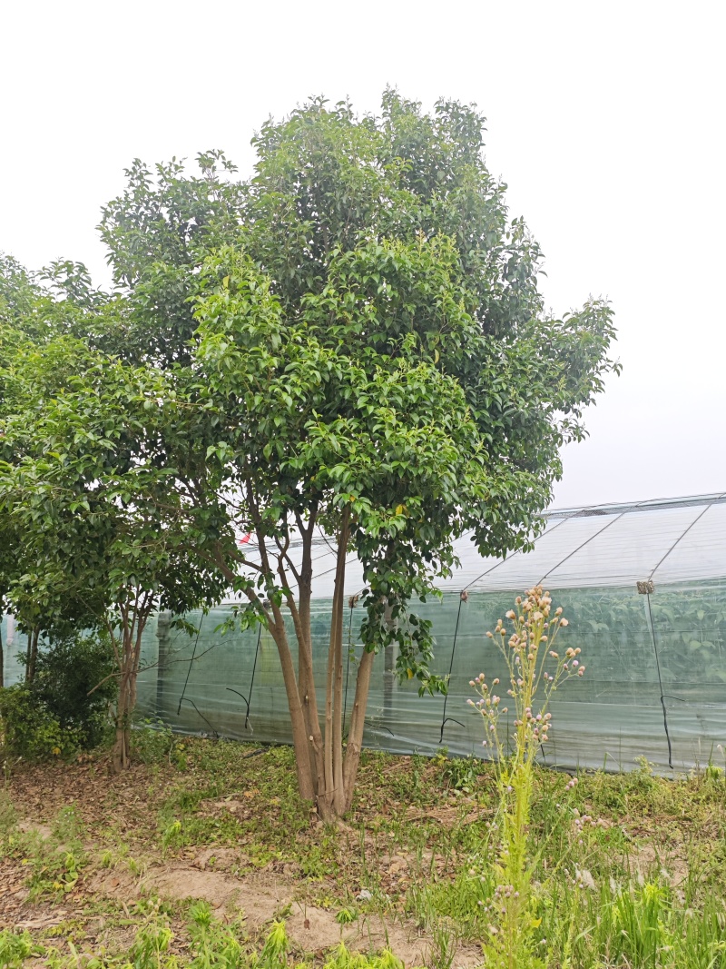 大叶女基地常年供应6~14公分的大叶女贞有量欢迎咨询