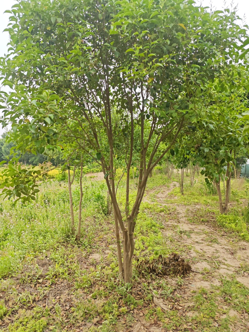 大叶女基地常年供应6~14公分的大叶女贞有量欢迎咨询