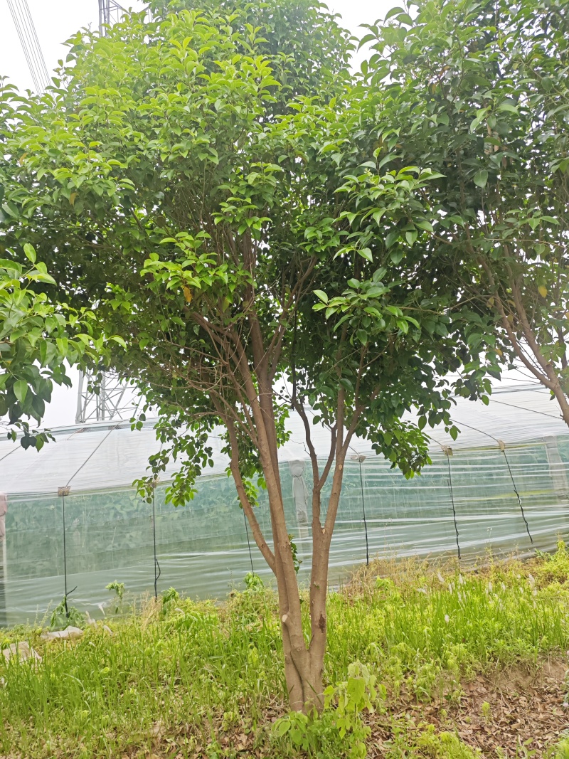大叶女基地常年供应6~14公分的大叶女贞有量欢迎咨询