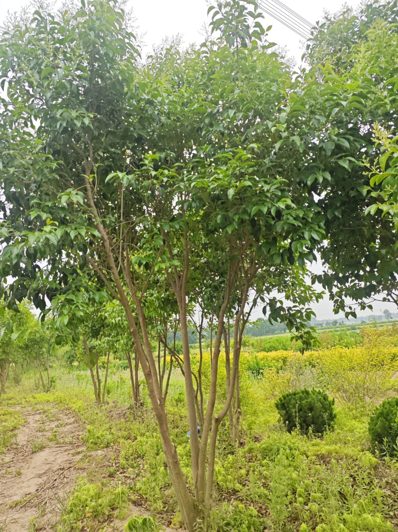 大叶女基地常年供应6~14公分的大叶女贞有量欢迎咨询