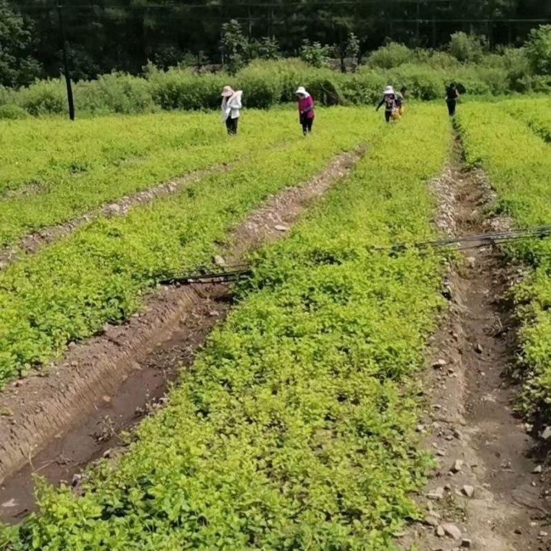正宗长白山沙参苗四叶参苗羊奶参羊乳参种苗一件代发量大从优