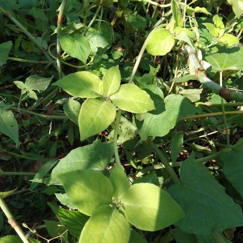 正宗长白山沙参苗四叶参苗羊奶参羊乳参种苗一件代发量大从优
