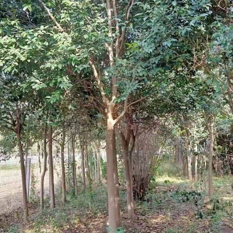 大叶女基地常年供应6~14公分的大叶女贞有量欢迎咨询