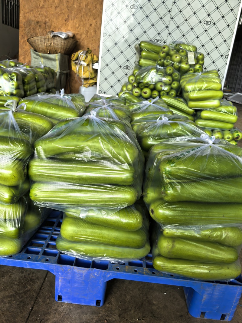 瓠子大量上市支持视频看货量大从优欢迎订购