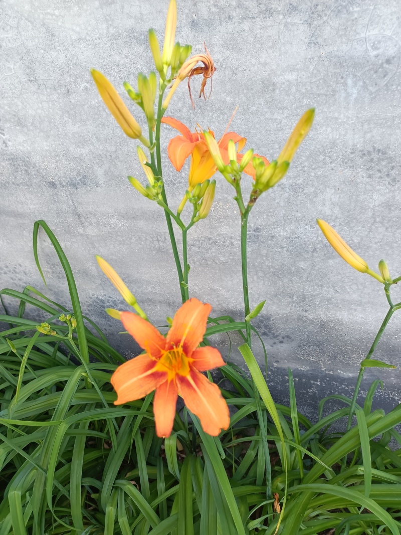 大花萱草