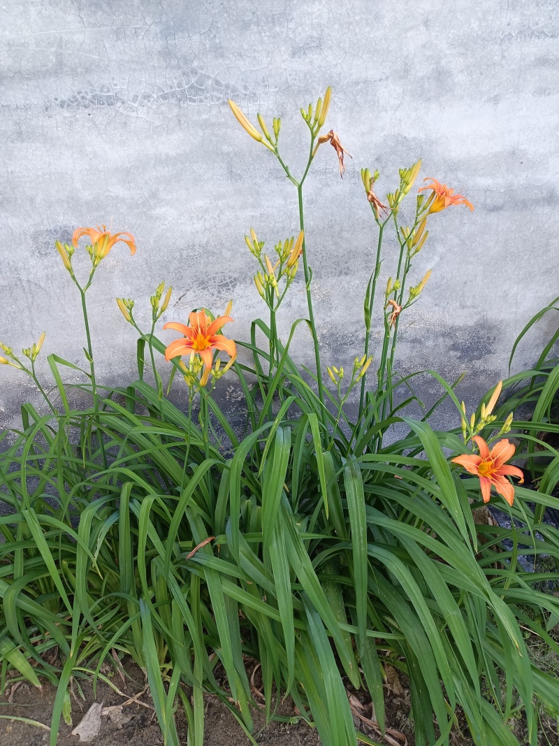 大花萱草