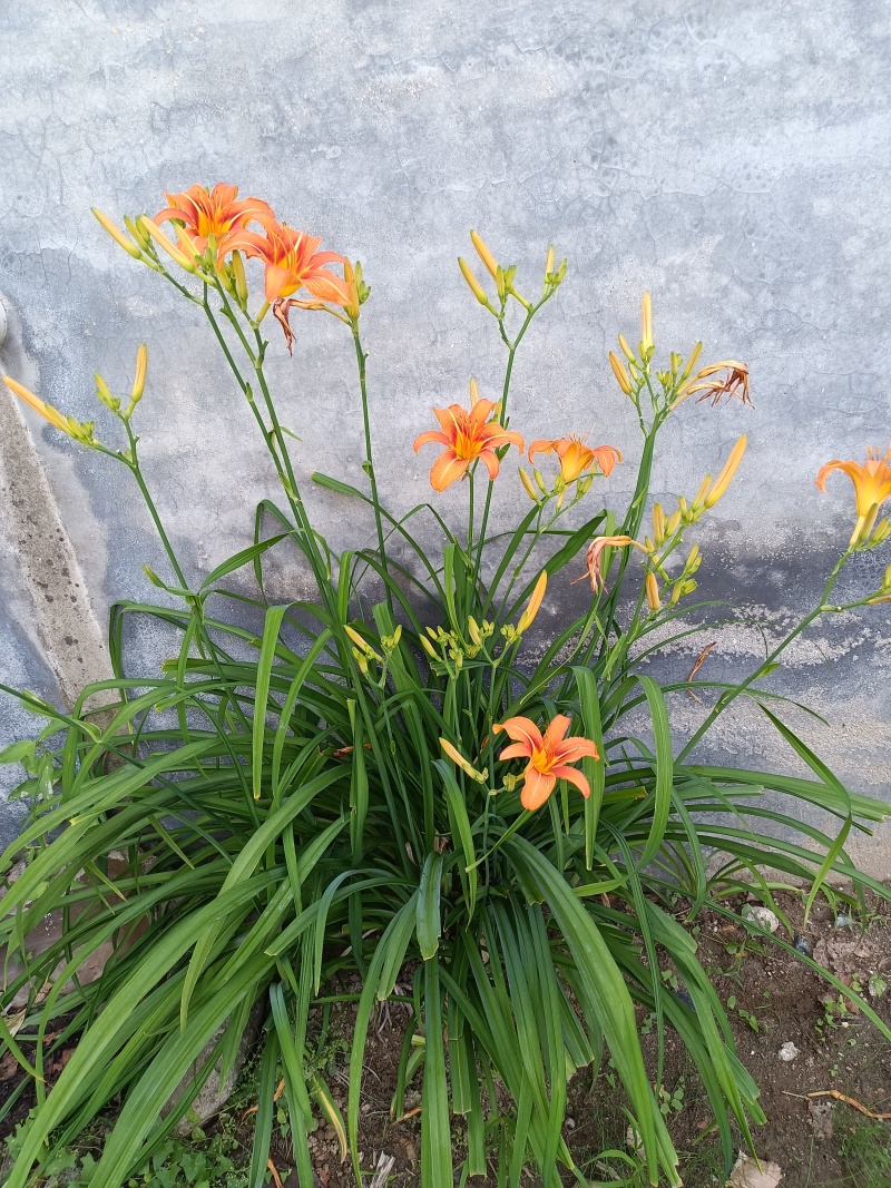 大花萱草