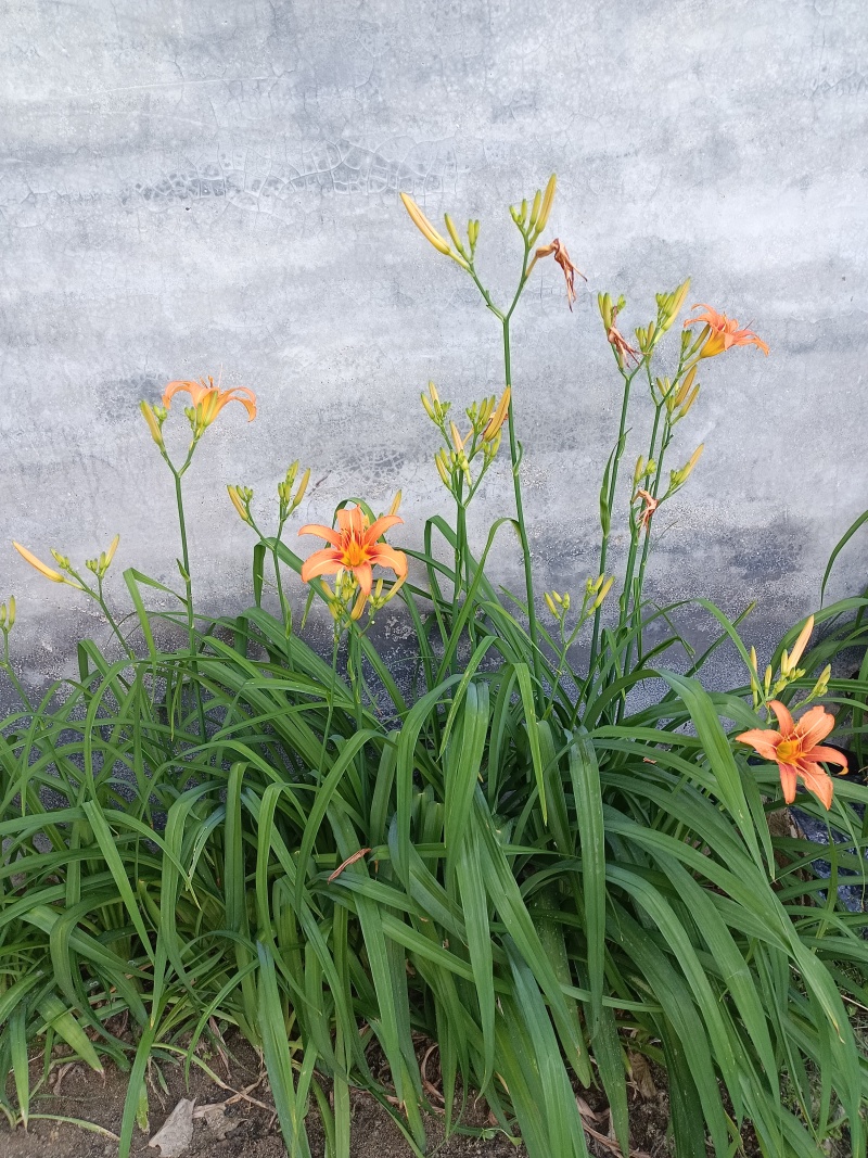大花萱草