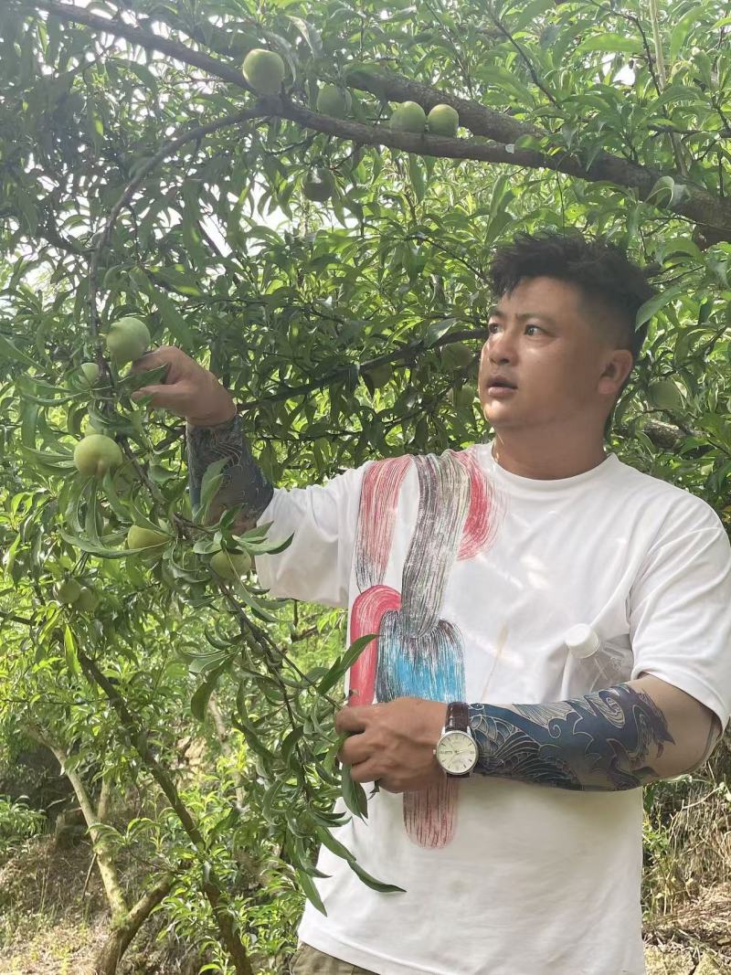 蜂糖李