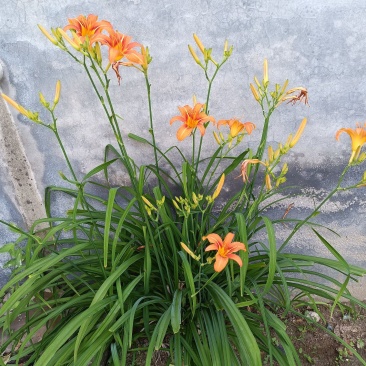 大花萱草