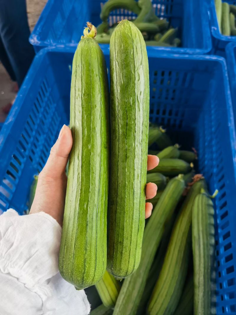 油皮丝，肉丝瓜，本地丝瓜，大量上市，视频看货，量大从优