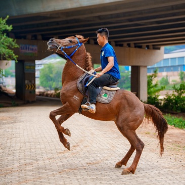 阿拉伯公马，野骑马，