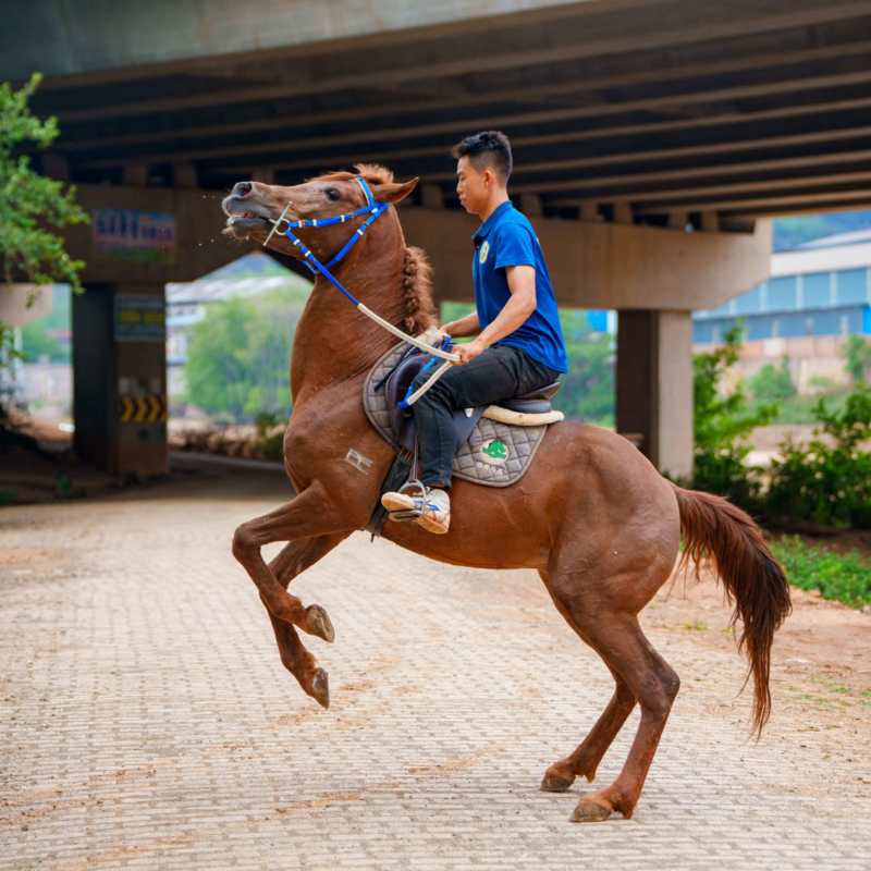 阿拉伯公马，野骑马，