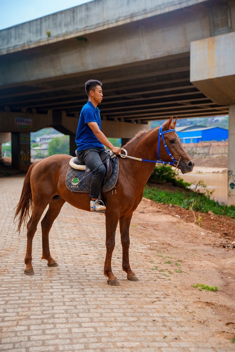 阿拉伯公马，野骑马，