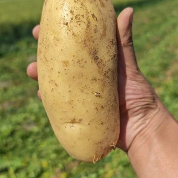 土豆实验一