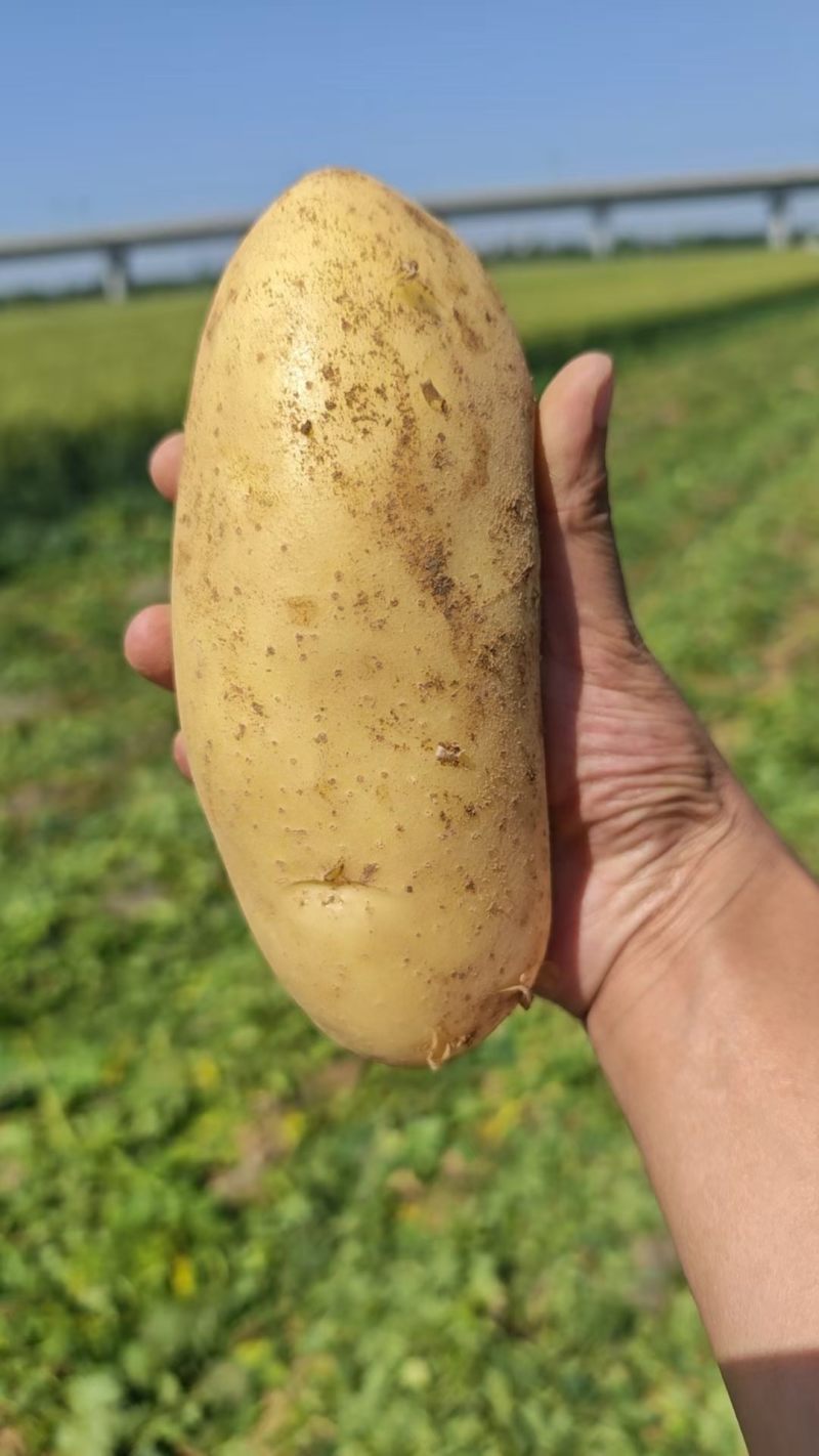 土豆实验一